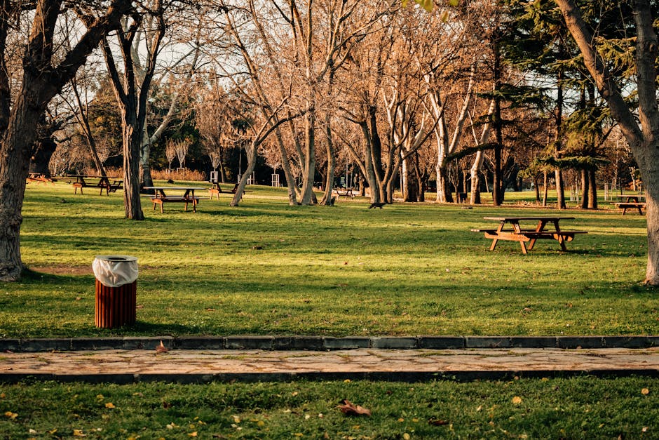 The image depicts a park with a well-maintained grassy area interspersed with mature trees that have bare branches, suggesting late autumn or early winter. Several wooden picnic tables with attached benches are scattered across the open space, positioned both on the grass and along the concrete pathway running horizontally across the foreground. In the lower left corner, there is a wooden trash bin with a white plastic liner, indicating designated waste disposal in the public space. The background shows a line of trees extending into the distance under a clear sky, with soft natural lighting casting gentle shadows and a warm tone over the scene. The environment appears tidy and orderly, reflecting the importance of proper waste management and cleanliness, which aligns with services offered by Rubbish Removal Finsbury Park for effective and independent rubbish disposal outside traditional council collection methods.