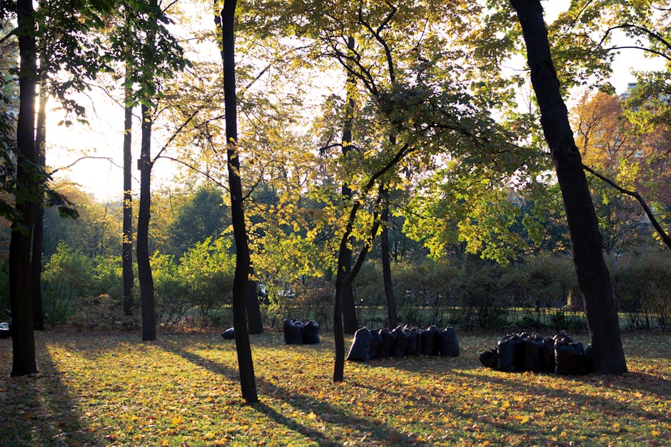 The image depicts a park with a well-maintained grassy area interspersed with mature trees that have bare branches, suggesting late autumn or early winter. Several wooden picnic tables with attached benches are scattered across the open space, positioned both on the grass and along the concrete pathway running horizontally across the foreground. In the lower left corner, there is a wooden trash bin with a white plastic liner, indicating designated waste disposal in the public space. The background shows a line of trees extending into the distance under a clear sky, with soft natural lighting casting gentle shadows and a warm tone over the scene. The environment appears tidy and orderly, reflecting the importance of proper waste management and cleanliness, which aligns with services offered by Rubbish Removal Finsbury Park for effective and independent rubbish disposal outside traditional council collection methods.